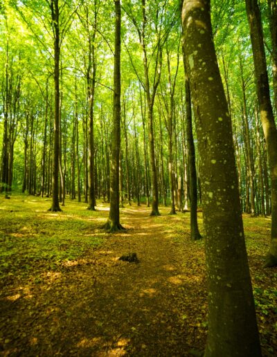 Bøkeskogen, Larvik